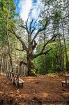 Quercia millenaria - ©Giancarlo Parisi