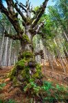 Quercia millenaria - ©Giancarlo Parisi