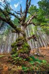 Quercia millenaria - ©Giancarlo Parisi