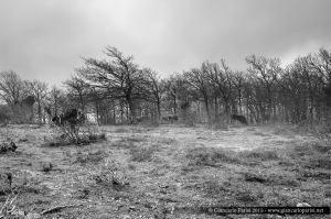 L’Aspromonte e la nebbia…