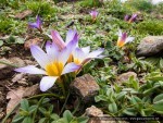 Crochi, zafferano d'Aspromonte - ©Giancarlo Parisi