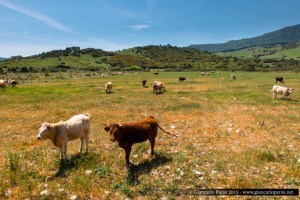 La Bùtramo si unisce al Bonamico